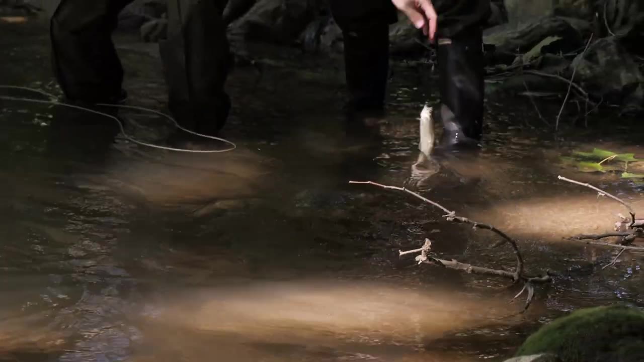 French Magnolia Cooks